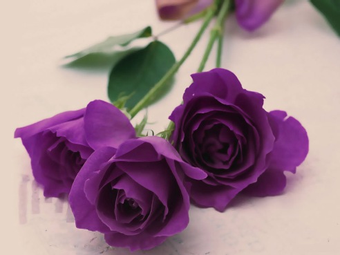 Hình ảnh hoa hồng tím đẹp nhất